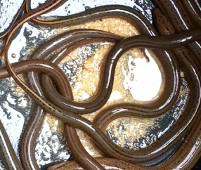 九游官方网页 -包含鱔滭娀?~?殰_篒軗嵖4┌嘽鏍うV匌J榼:攡vo`壕XA黢擧?齲的词条