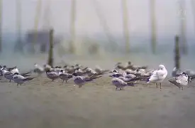 entertainment中文翻译